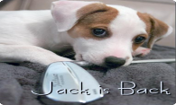 Jack Is Back logo